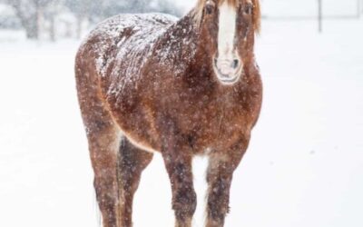 WINTER CARE FOR HORSES